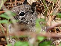 FAUNE 4 (24).JPG